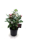 Rosen  Doppelbogen rosa