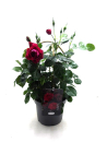 Rosen  Doppelbogen rot