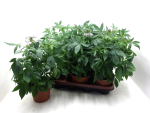 Cleome
