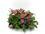 Mini Lewisia
