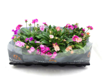 Lewisia cotyledon