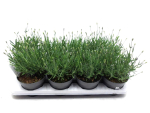 Lavandula ang.