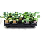 Hosta Mix