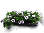 Osteospermum gefüllt lila-weiß