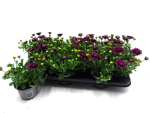 Osteospermum gefüllt lila