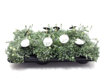 Antennaria dioca weiß