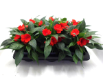 Impatiens Neu-Guinea Rottöne