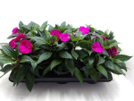 Impatiens Neu-Guinea Lila-/Fliedertöne