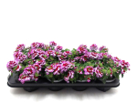 Verbena