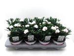 Dianthus car. roséweiß