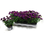 Osteospermum gefüllt lila