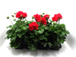Pelargonium zonale rot