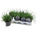 Lavandula ang.
