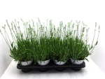 Lavandula ang. weiß