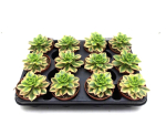 Aeonium " Kiwi"