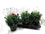 Lavendel + Dianthus Tontopf
