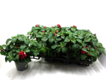 Impatiens wall. gefüllt