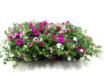 Calibrachoa Trio