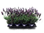 Lavandula stoechas