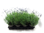 Lavandula ang.