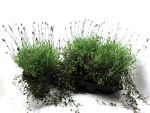 Lavendel + Mühlenbeckia Tontopf