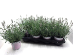 Lavandula ang. rosa