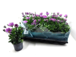 Osteospermum eckl. lila