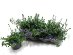 Scaevola blau