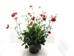 Geum Kübel orangerot