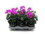 Pelargonium peltatum