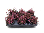 Oxalis "Crazy Plum"