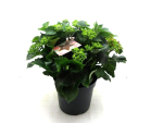Hydrangea Busch rot