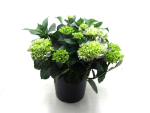 Hydrangea Busch blau