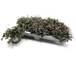 Persicaria capitata