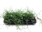Erigeron karvinskianus