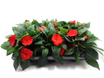 Impatiens Neu-Guinea Rottöne
