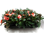 Impatiens Neu-Guinea zweifarbig