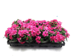 Verbena