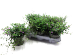 Cuphea + Mühlenbeckia