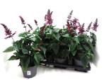Salvia "Rockin" magenta