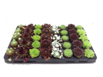 Mini Sempervivum