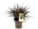 Pennisetum "Chelsea"