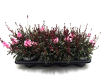 Gaura lind. rosa