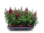 Antirrhinum majus rot