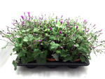 Pericallis "Senetti" pink
