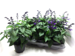 Salvia "Rockin" blau