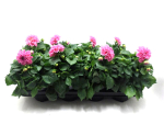 Dahlien rosa
