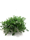 Scaevola Ampel weiß
