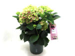 Hydrangea "Magical Amethyst" Busch