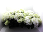 Hydrangea macr. weiß